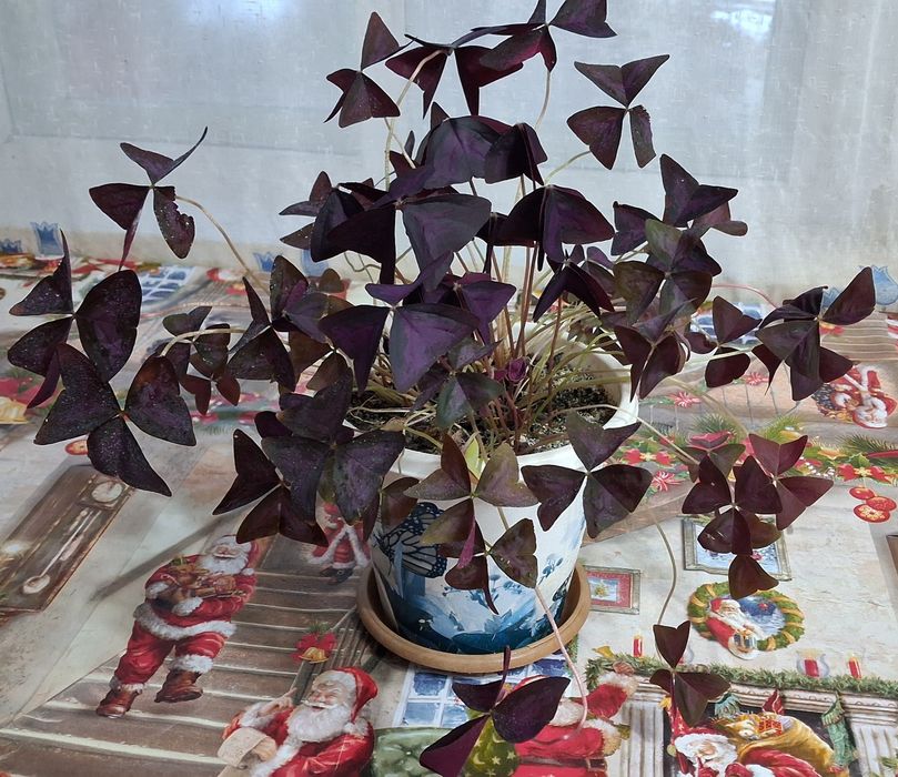 Продам цветок Бабочка