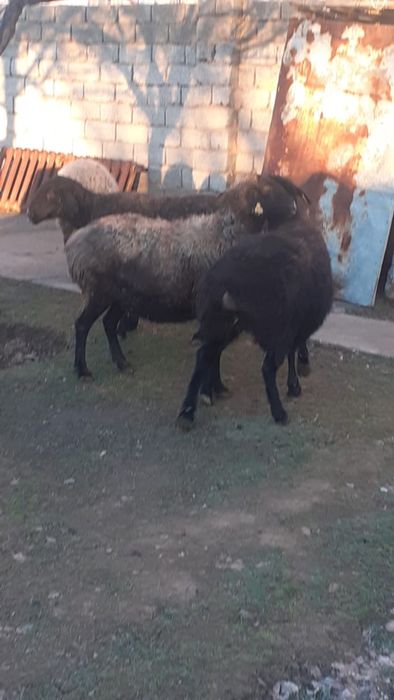 Қойлар сатылады семіз