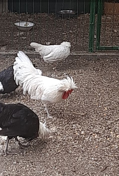 Cocoș Motata Olandeza