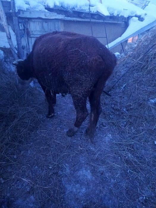 Продам двух стельных коров на выбор