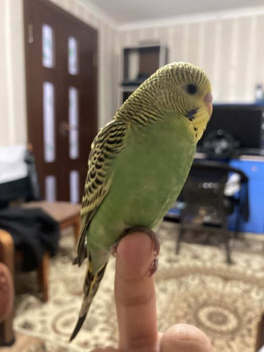 Волнистый попугай ручной