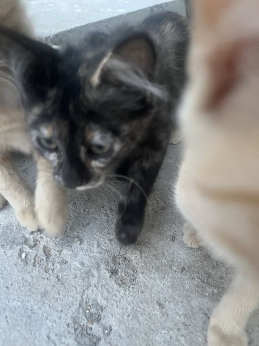 Котята отдам бесплатно