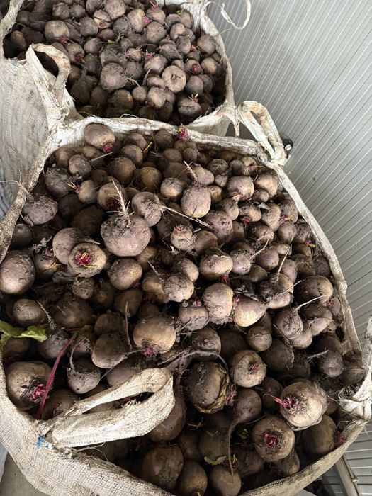 Sfecla rosie ridichie