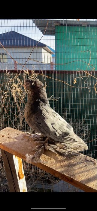 Продажа голуби город Талдыкорган