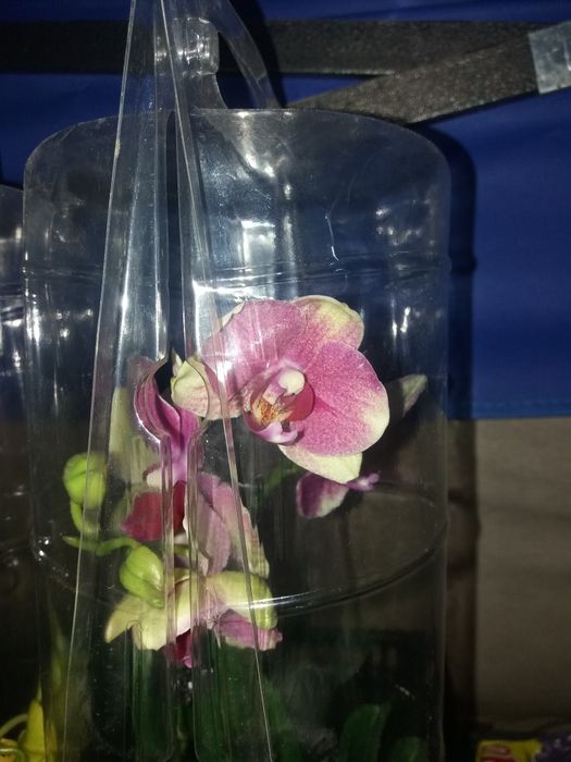 Цветы Архидея продам