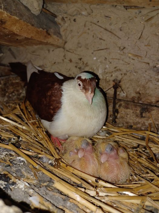 Porumbei gălățeni de zbor și joc de toate culorile