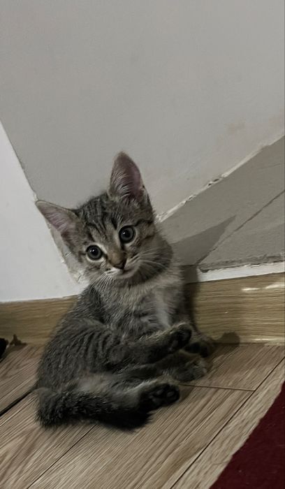 Отдам котят в хорошие руку
