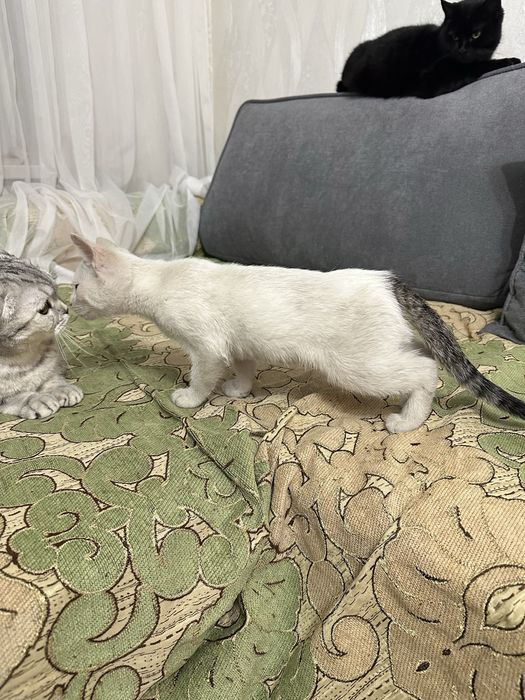 Отдам котенка (мальчик)