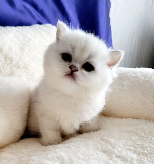 Серебристая шиншилла