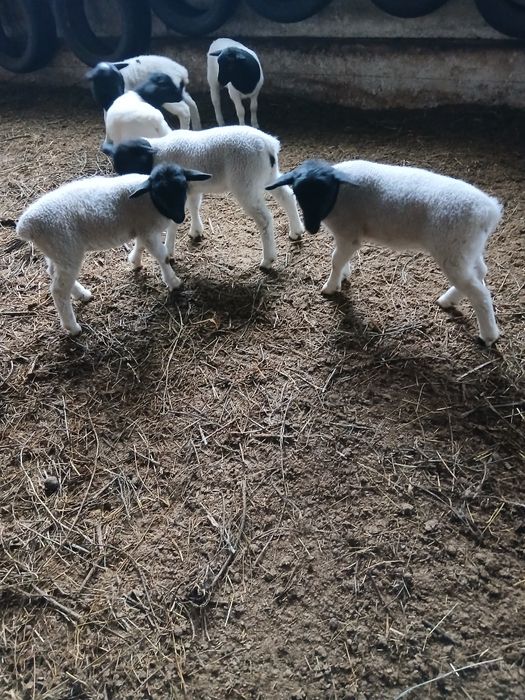 Oi dorper de vanzare