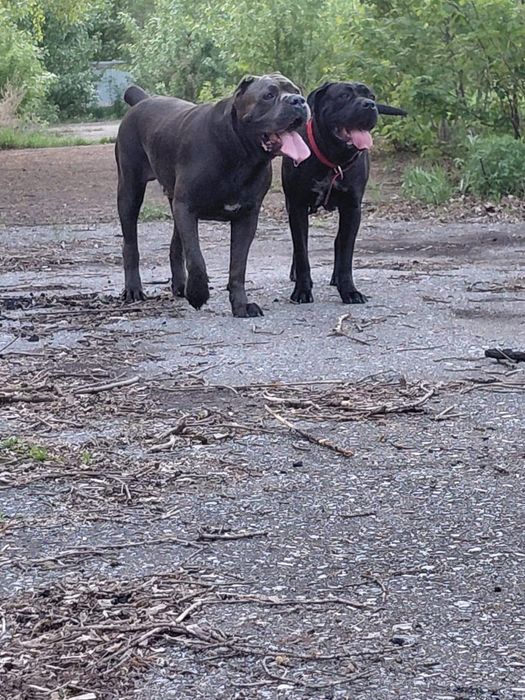 Кане Корсо Cane Corso Italiano