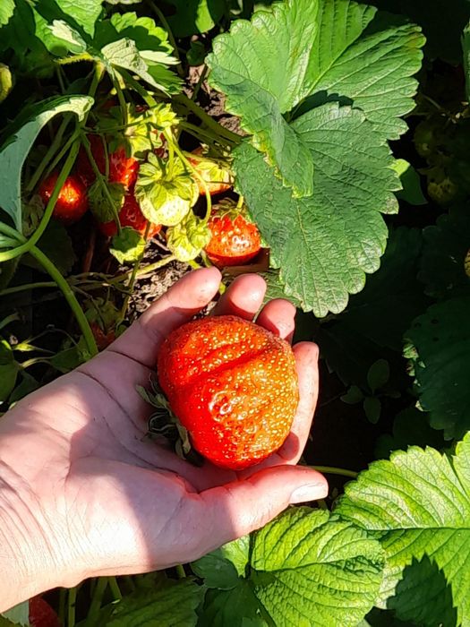 Vând stoloni de căpșuni