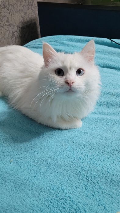 Вязка кот Турецкого Ангора