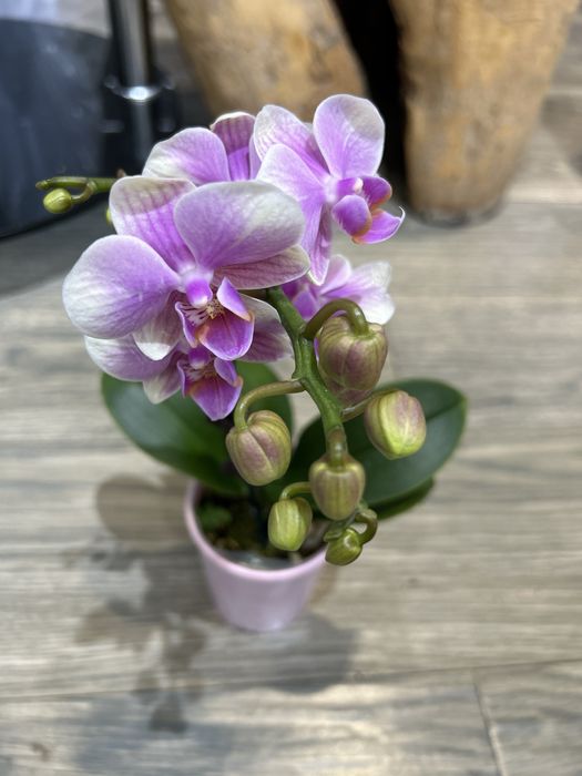 Орхидеи оптом от 150000