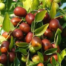 Curmal chinezesc grande