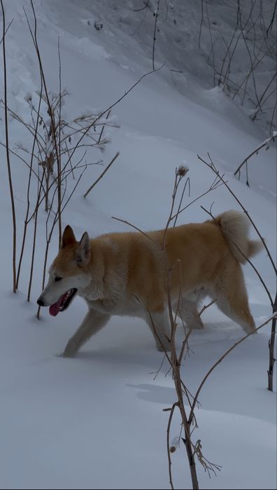 Продам ЛАЙКУ ЗСЛ щенок