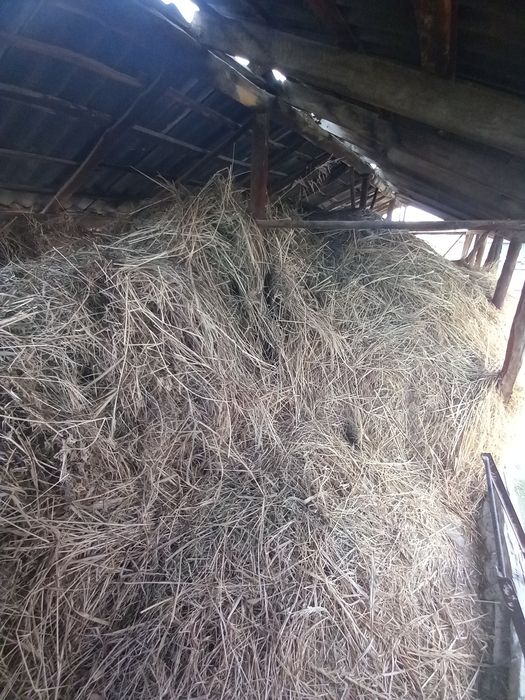 Прадаётса сена 2025 года