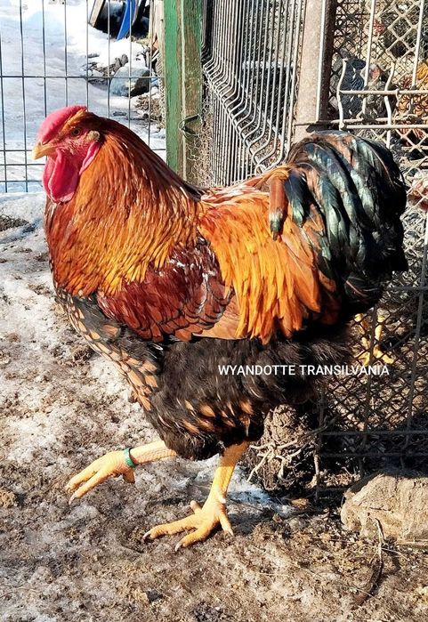 Cocos Wyandotte GSG