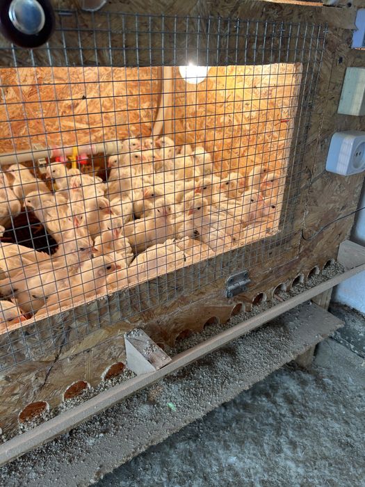 Адлер бір айға жақын балапандар