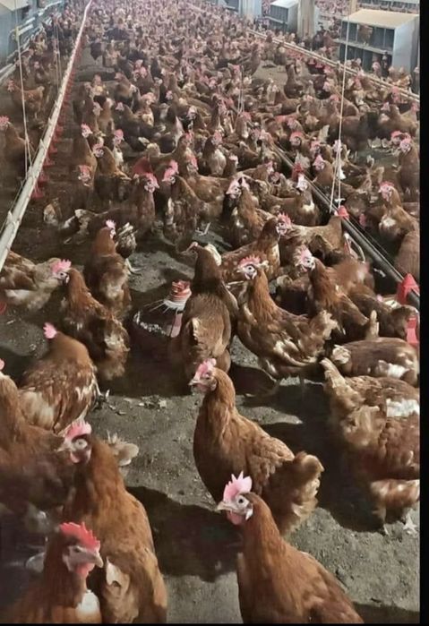 Vand gaini rosii ouatoare bune pentru productia de oua dar si pentru c