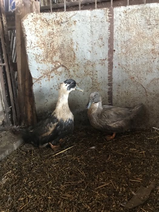 продам уток и индоуток