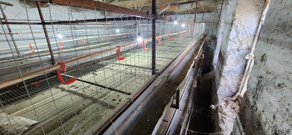 Broller boqish uchun qavaslar