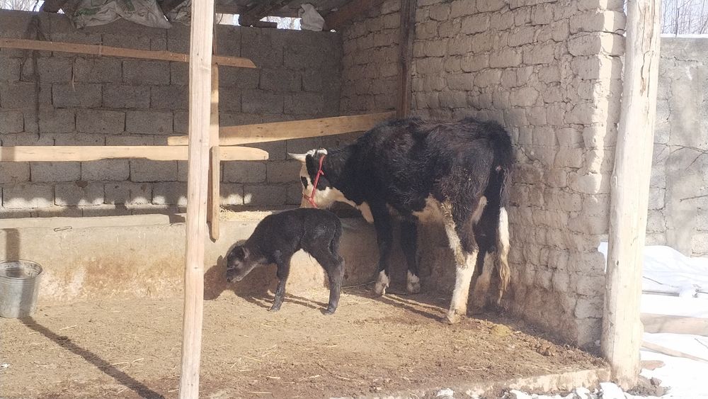 1 ші тума 2 жасар құнажын