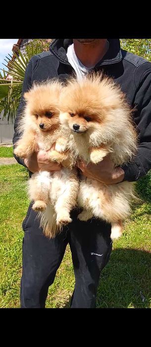 Продавам померани