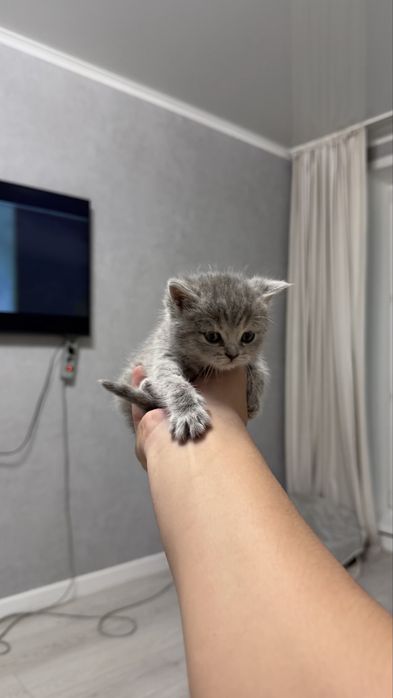 Котенок вислоухий