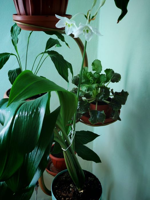 Продам цветы женское счастье