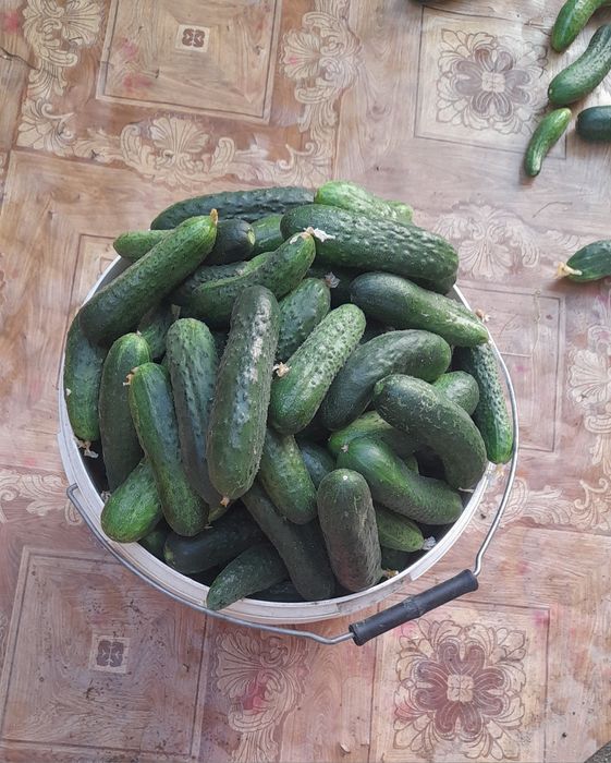 Продам свежие домашние огурцы сорт Голандские 6 кг