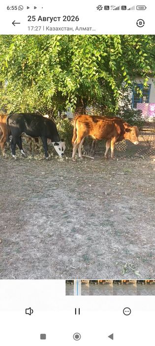 Продам бычки подсосы