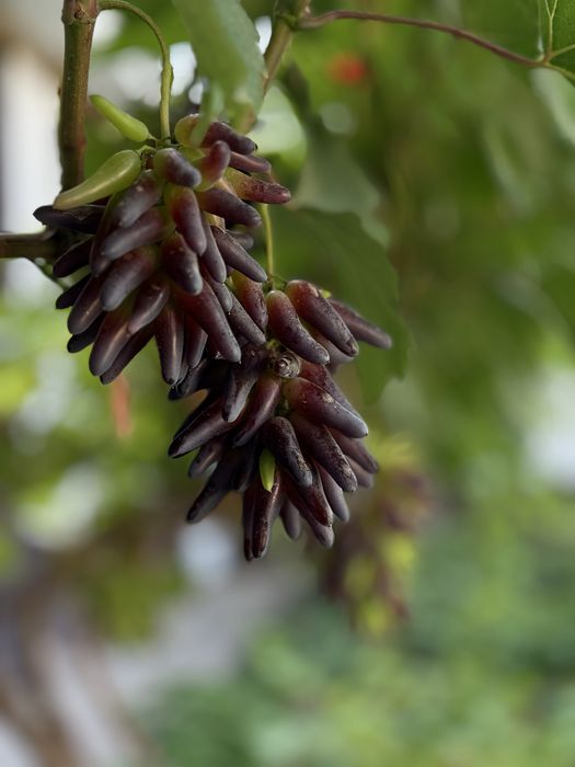 Туры в виноградник в городе Ташкенте.