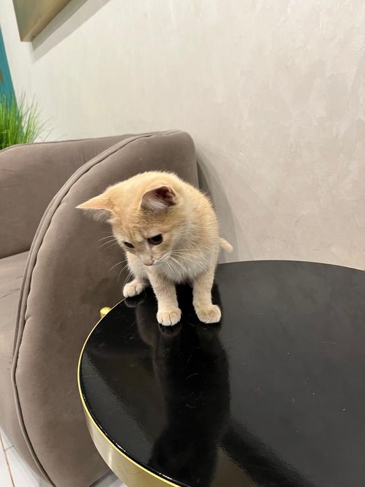 Котенок мальчик в добрые руки