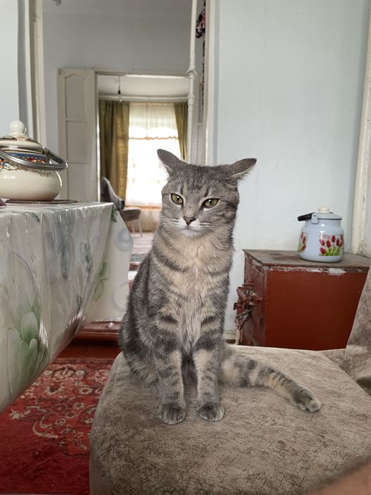 Пропала кошка. Просьба вернуть