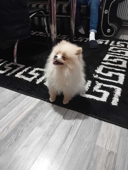 Продава се мини померан