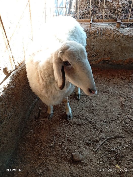 Бугоз экиззой куй сотилади тезда семиз соглом чиройли хонаки сифатли !