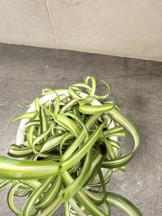 Хлорофитум бонни