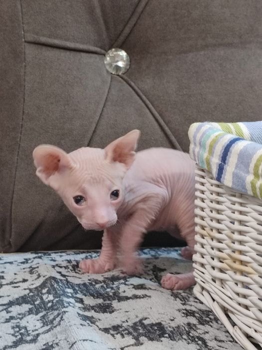 Сфинкс Питерболд