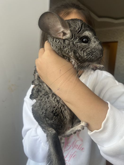 Продам шиншиллу вместе с клеткой