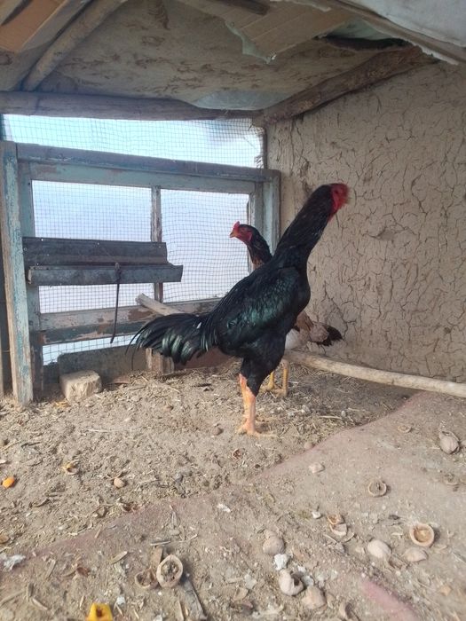 Dakan xoroz va tovuq