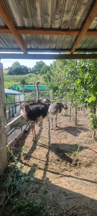 Struti un mascul si o femela