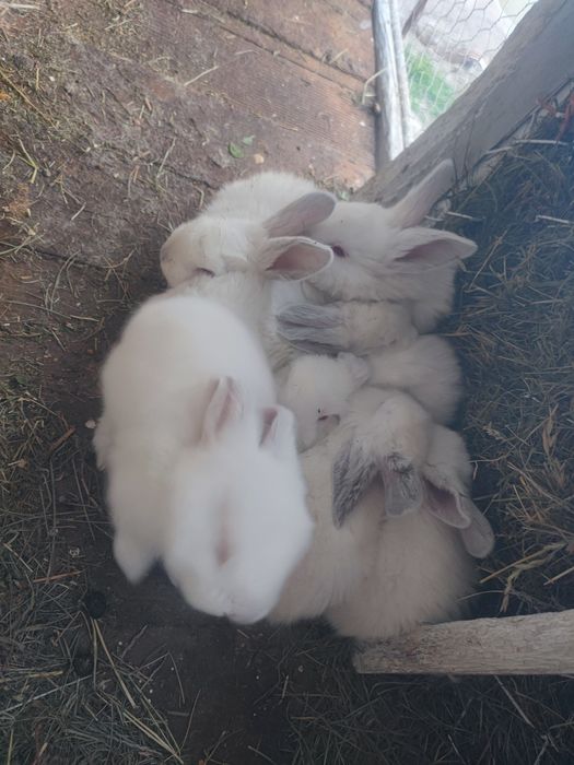 Pui de iepure albinoși