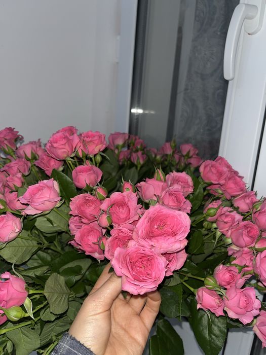 Цветы, свежие Кустовые розы