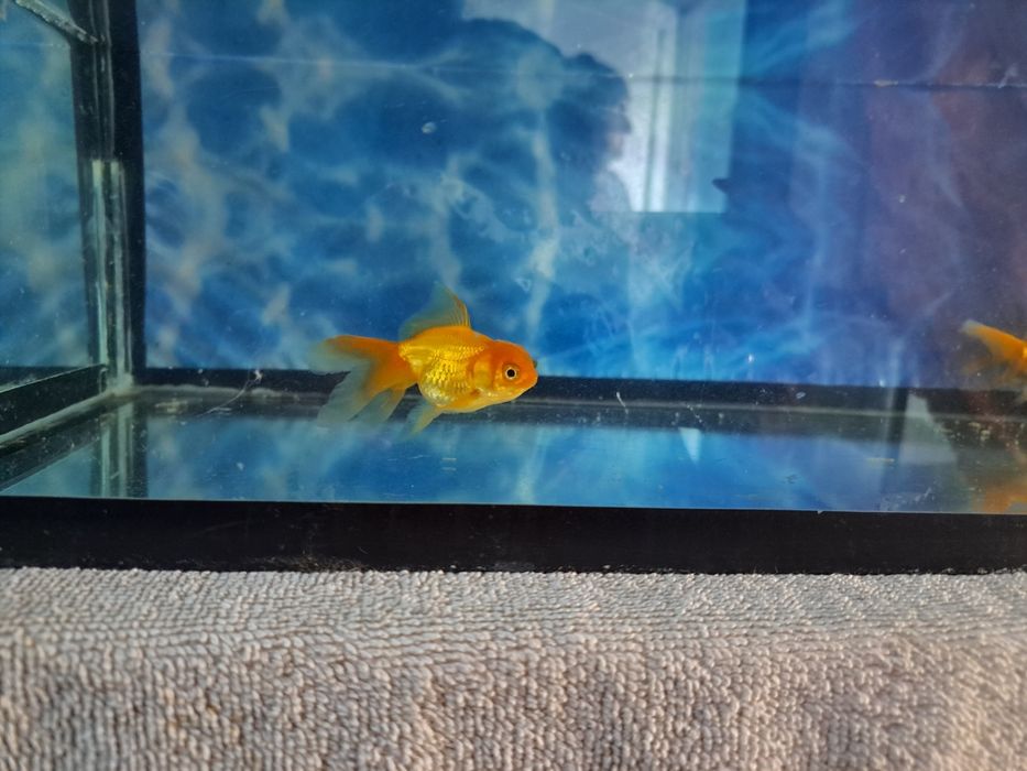 Продаю рыбок Аранды