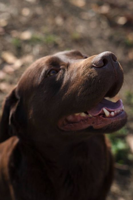 Вязка Лабрадор ретривер