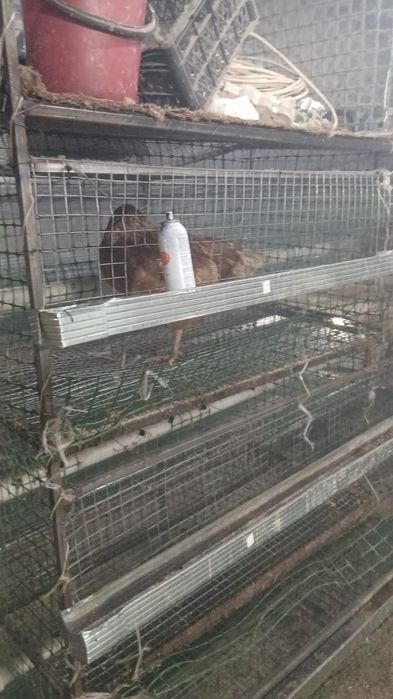 Столяжки для курицы