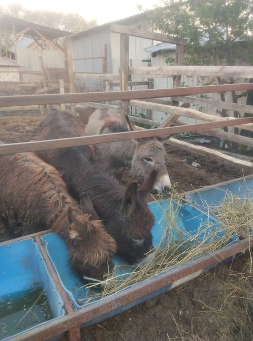 Ослы  3 1 самка 1 самец 1самка