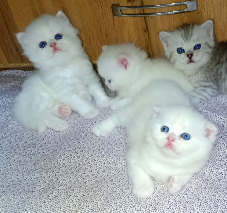 Продаются шикарные породистые котята