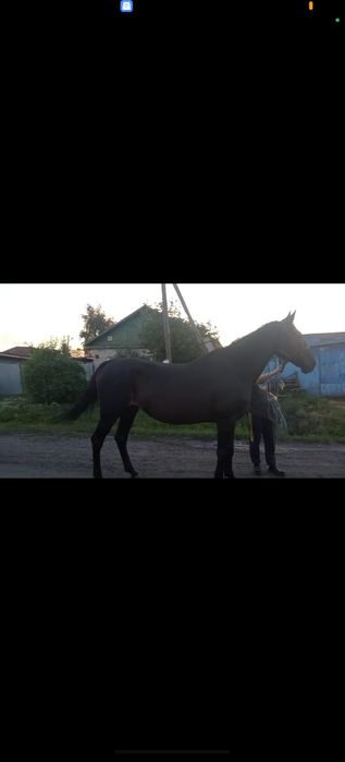 Кобыла Орловской породы